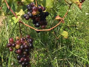 missouri wine grapes