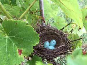 bird nest in the vineyard